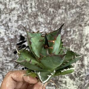 [ dragon ..]① No.B272 special selection agave succulent plant chitanota... super a little over . finest quality stock ultra rare!