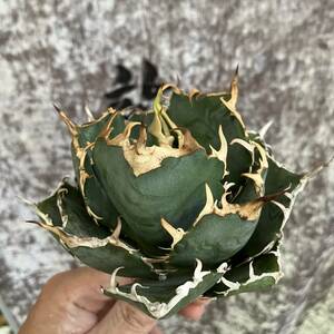 [ dragon ..]①No.B281 special selection agave succulent plant chitanota white . a little over . finest quality stock 