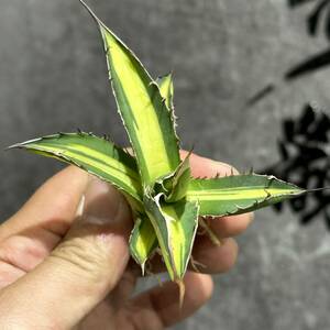 【龍園觀】①No.178 特選 アガベ 多肉植物 ホリダ錦 激レア！ 黄中斑 極上株