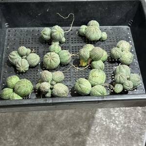 【龍園觀】①No.A46 多肉植物 塊根植物 Euphorbia obesa ユーフォルビア オベサ 群生株 10株