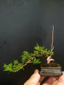  shohin bonsai материалы [ Mini подлинный Kashiwa D] бонсай угол 