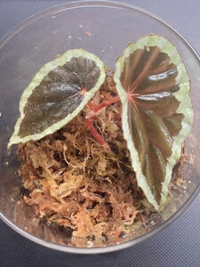 Begonia cf. baramensis 原種 ベゴニア バラメンシス ①