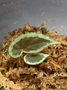 Begonia cf. baramensis 原種 ベゴニア バラメンシス ②