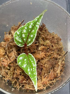 Begonia sp. sarikei 原種 ベゴニア サリケイ ②
