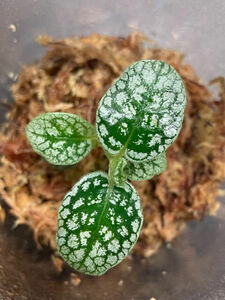 Argostemma sp. "Diamond Leaf" アルゴステマ ①