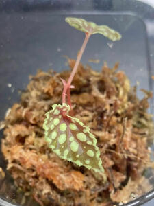 Begonia chlorosticta 原種 ベゴニア クロロスティクタ ②