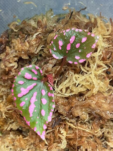 Begonia negrosensis 原種 ベゴニア ネグロセンシス ②