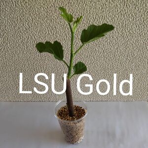 LSU Gold ゴールド 苗木 イチジク