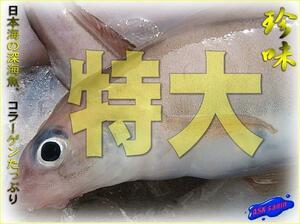 珍味な深海魚「特大ドギ3kg」　コラーゲンたっぷりです!!