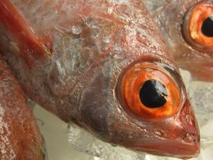 幻の超高級魚「特大、のどぐろ(アカムツ)２・３尾で1kg」 『魚大国』境港産