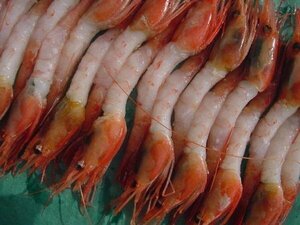  convenience.!![ Russia production,mki northern shrimp A] raw meal for ASK lucky bag translation business use 