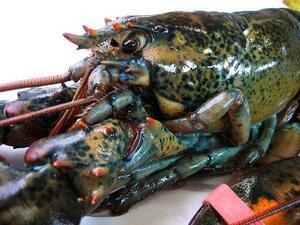 extra-large [ lobster 450g](. freezing ) world. excellent article .. family .!!