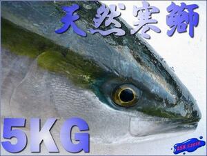 o sashimi for [ natural yellowtail * maru go5kg fixed amount ].. production,.. length direct delivery!!