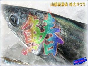 超高級鮮魚「活サワラ2-4kg」お刺身用、脂のってます!! 境港直送