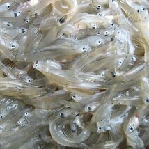 3本、お刺身用「しらす500g」鮮度抜群、活冷凍　『魚王国』境港産_画像4