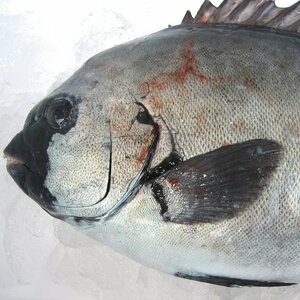 磯の超高級魚「特大活、石鯛１-2kg（キロ売り、代引発送）」不定貫商品、山陰境港産