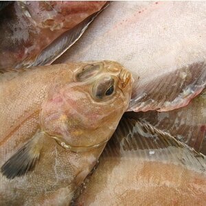  uniqueness. manner taste [.be Ran s flatfish large -3kg] super delicacy,tsuu also great popularity!!