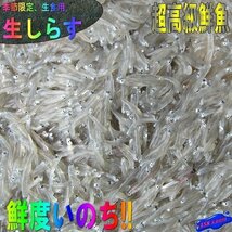 3本、お刺身用「しらす500g」鮮度抜群、活冷凍　『魚王国』境港産_画像1