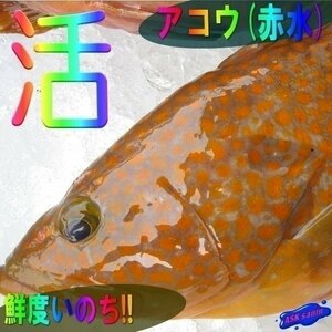 幻の超高級魚「アコウ（赤水）1.5kg位 (代引発送)」 （キロ売り）とれたて山陰境港産