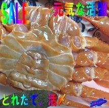 プロ用「活蟹2kg位」冷凍-活〆5尾入り- 刺し・焼き・鍋・蒸し何でも!! 【即納】_画像1