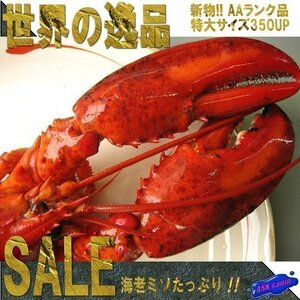 3本】特大「ボイル オマール、1尾350-400g」パーティーの主役に世界の逸品を