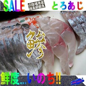 ★脂の乗りNo1.「トロあじ８尾前後で2.5kg」山陰境港産、生食用