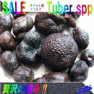 世界三大珍味!!「トリュフ100g」（2～3cm）エクストラ/上級ランク、チベット産