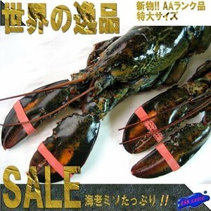3ps.@) extra-large!!...[ raw lobster 400g rank ] raw freezing, world. excellent article . certainly!!