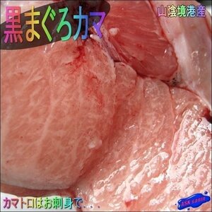 カマトロたっぷり!!　黒まぐろ「カマ 1.3kg」お刺身可、冷凍　山陰境港産