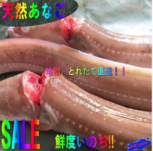 とろける甘さ!! 特大「活〆穴子1kg位」とれたて活冷凍『魚王国』境港産