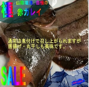 磯の超高級魚、特大「赤カレイ2.5kg」山陰境港産、とれたて直送!!