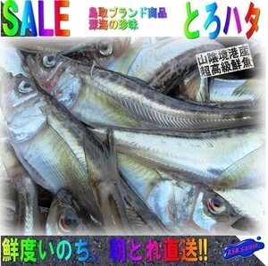 鳥取ブランド商品「はたはた2.5kg」トロハタ、深海の珍味」脂の乗りNo1