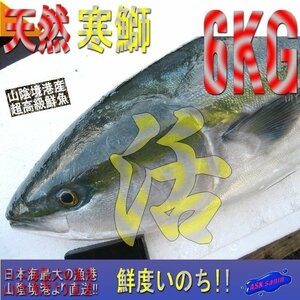 脂のってます!!地物「天然寒ブリ6-7kg」鮮度抜群、山陰境港産、とれたて直送！！