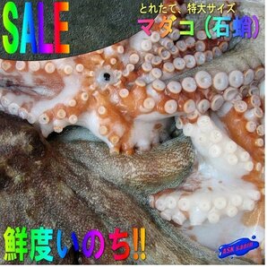 鮮度抜群!!「y真ダコ1尾で1.7kg」お刺身用、活冷凍品 山陰境港産の画像1