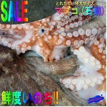 鮮度抜群!!「y真ダコ3尾で3.4kg (1+1.1+1.3)」お刺身用、活冷凍品　山陰境港産_画像1