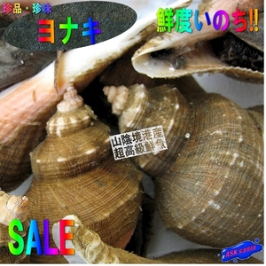 5箱】珍味な貝「ヨナキ1kg」一般的に出回らない美味はいかがでしょう。　めったにお目にかかれません!!