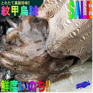 【巨大烏賊】「y紋甲イカ 3尾で3.8kg」お刺身用、活冷凍/山陰境港産　