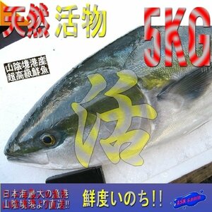  morning .. direct delivery!!. sashimi 20 portion [ yellowtail 5-6kg] freshness eminent, mountain ... production 