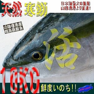  fat. ...!! ground thing [ natural cold yellowtail 10-11kg] freshness eminent, mountain ... production,.. length direct delivery!!