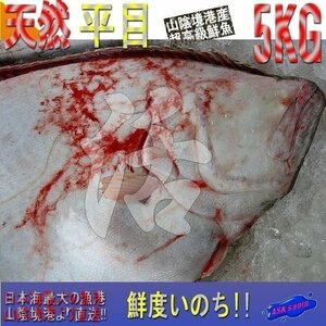 お刺身用、巨大「天然平目3-5kg」代引き発送（不定貫 キロ売り）山陰境港産