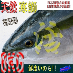 ..[ cold yellowtail 8-9kg] freshness eminent, mountain ... production,.. length direct delivery!!