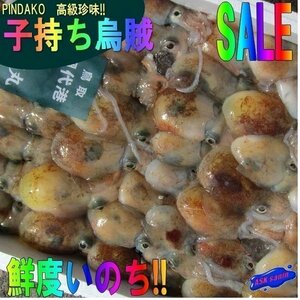 子持ち【ミミイカ3kg】-当港自慢の珍味-　『魚王国』境港産「ピンダコ3kg 」