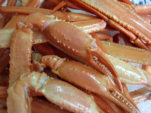 茹でたて直送!!「ボイルポーション5kg」紅ずわい蟹、蟹の本場、境港産