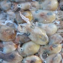 子持ち【ミミイカ3kg】-当港自慢の珍味-　『魚王国』境港産「ピンダコ3kg 」_画像3