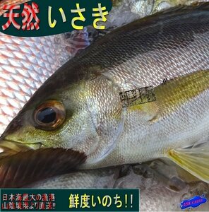 朝とれ「活いさき10尾位で5kg」漁師直送!!...メチャメチャ脂のってます。