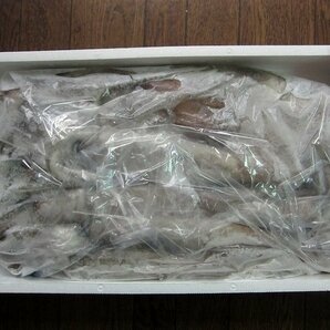 お刺身用「特大、スルメ烏賊21尾位で4kg」活冷凍品-美しい釣り物の画像10