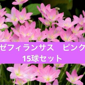 ゼフィランサス　ピンク　レインリリー　15球セット　サフランモドキ　説明書付き