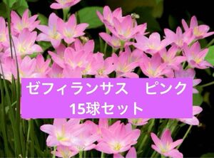 ゼフィランサス　ピンク　レインリリー　15球セット　サフランモドキ　説明書付き