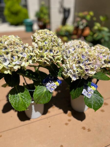 アジサイ：星響（ほしひびき）ブルー4号鉢植え　2鉢セット　 ハイドランジア ブルー 紫陽花鉢 現品