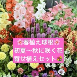 【訳あり品】春植え球根　大量　3種25球セット　育て方説明書・挿しラベル付き　寄せ植えセット　春のガーデニングアレンジセット　